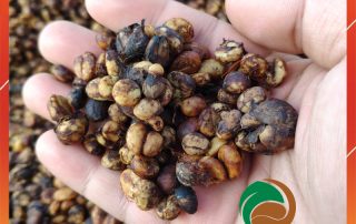 Cà Phê Rang Xay 1 Cà Phê Rang Xay 1